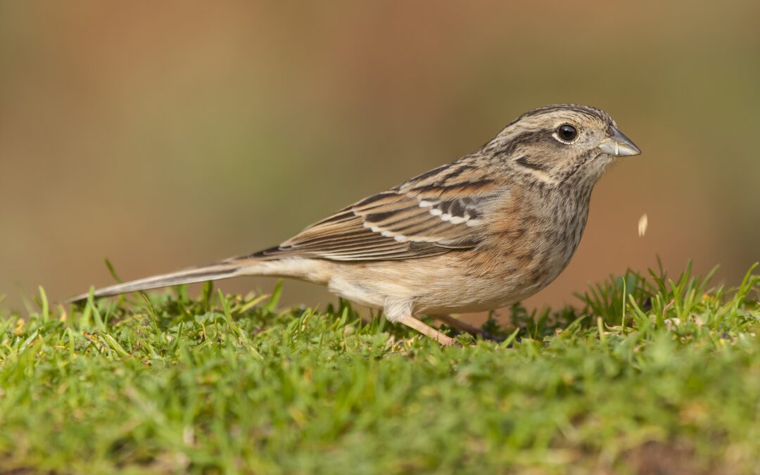 Jeg ved en lærkerede tekst