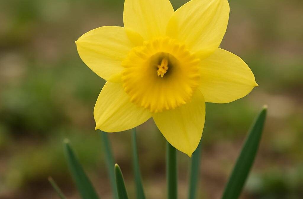 Påskelilje: alt du bør vide om denne vårblomsten