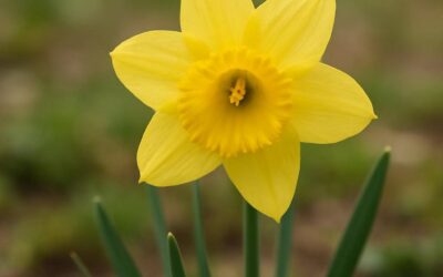 Påskelilje: alt du bør vide om denne vårblomsten