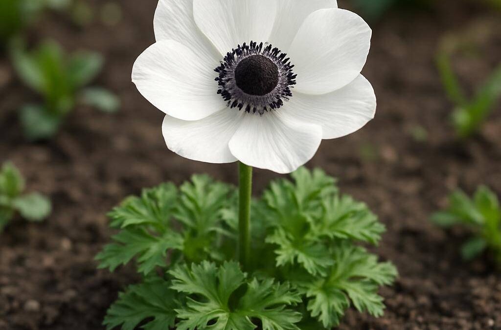 Anemone: alt du bør vide om blomsten og dens pasning
