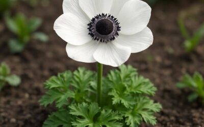Anemone: alt du bør vide om blomsten og dens pasning