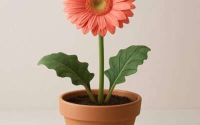 Gerbera: pleje, sorter og dekorative anvendelser i haven og hjemmet
