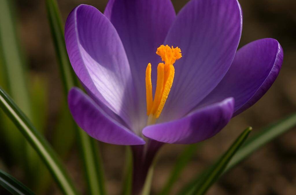 Krokus: alt om de tidlige forårsblomster