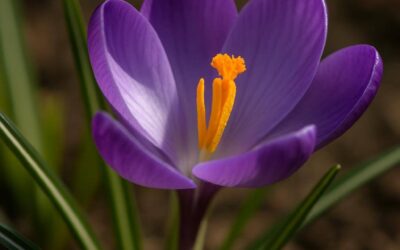 Krokus: alt om de tidlige forårsblomster