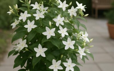 Jasmin: Duftende planter, pleje og anvendelser