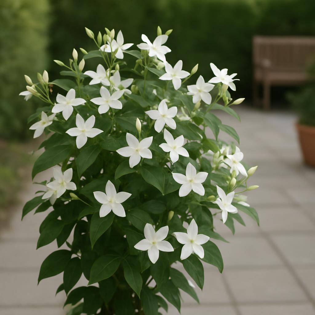 Jasmin plante med duftende blomster i en solrig have