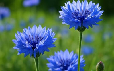 Kornblomst: Dyrkning, pleje og anvendelser i haven