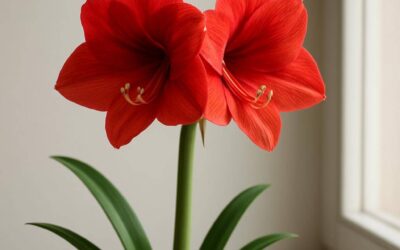 Amaryllis: Pleje, blomstring og tips til indendørs dyrkning