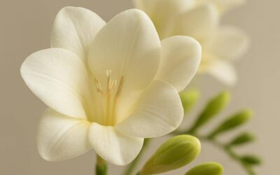 Freesia: Duftende løgblomst til have og buketter