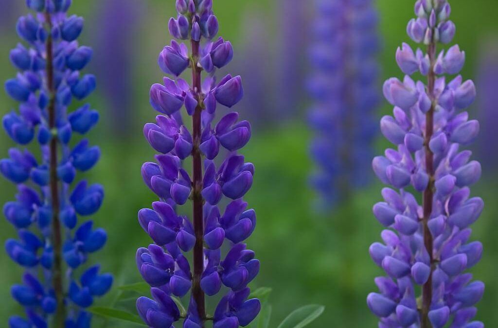 Lupin: farverig plante med mange anvendelser