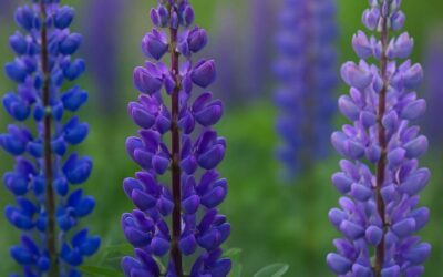 Lupin: farverig plante med mange anvendelser