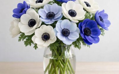 Buket-anemone: Farver, pleje og køb af smukke anemoner i buketter