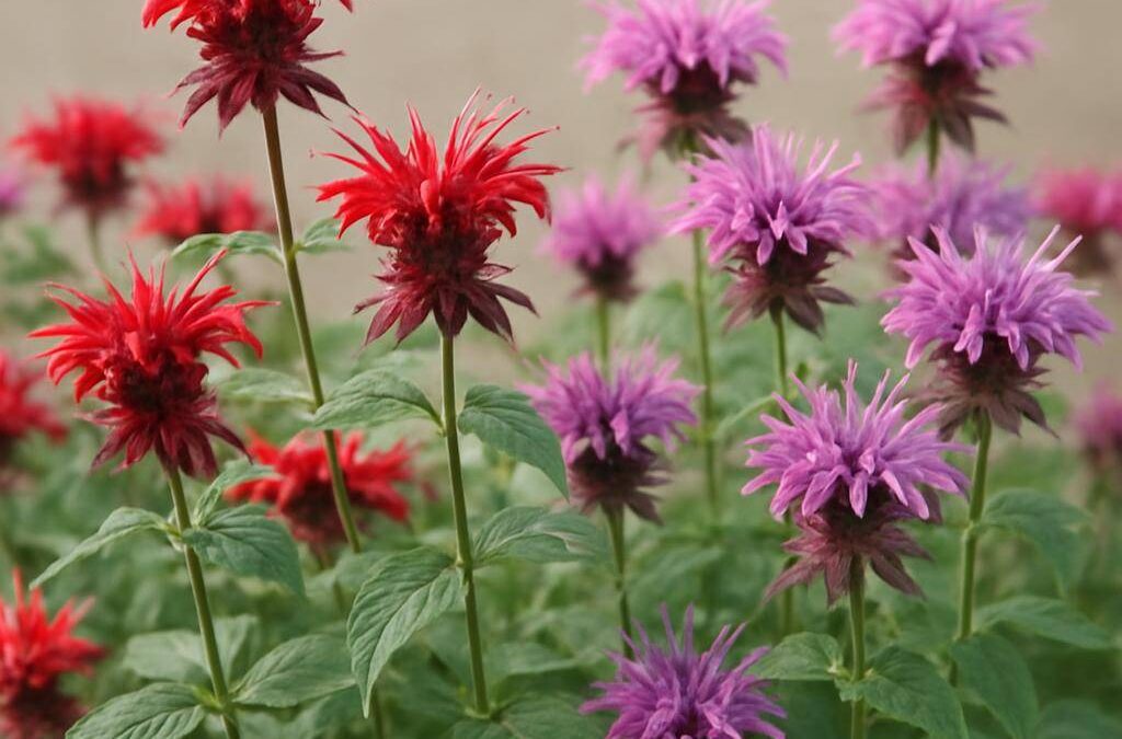 Monarda i haven: alt du bør vide om bee balm