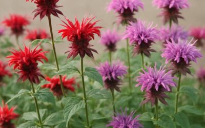 Monarda i haven: alt du bør vide om bee balm