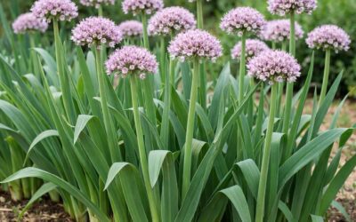 Purløg blomsten: alt du behøver at vide