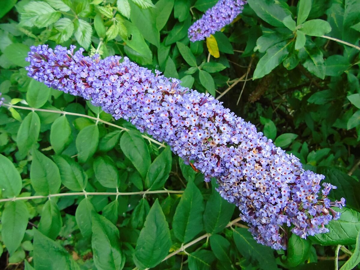 Buddleja davidii med lange lilla blomsterklaser og grønne blade