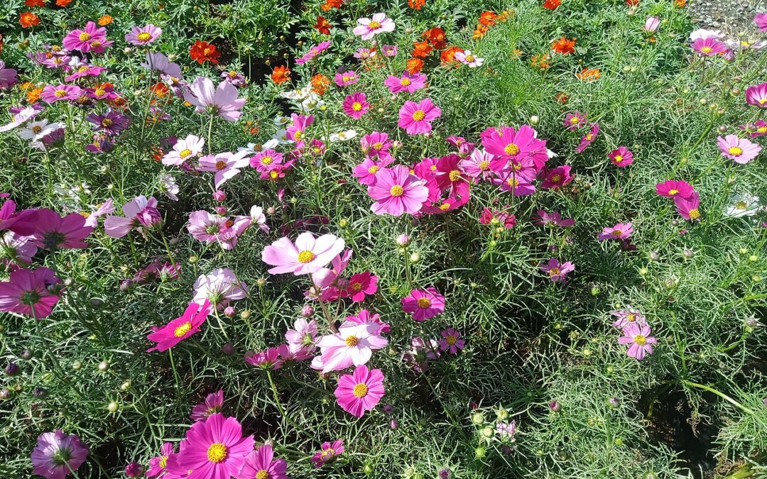 Cosmos (stolt kavaler): såning, pasning og blomstring