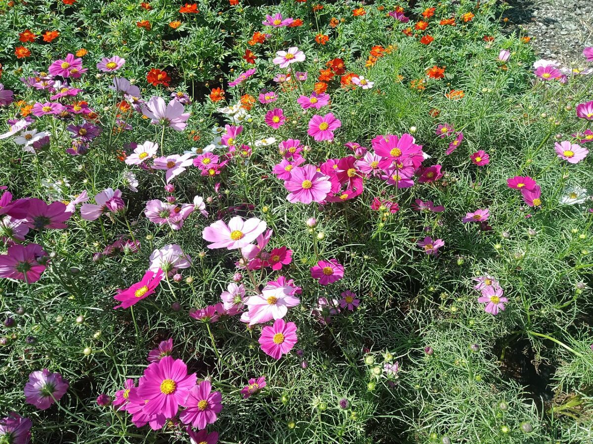 Stolt kavaler, Cosmos bipinnatus, med blomster i lyserøde nuancer