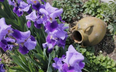 Iris i haven: plantning, pasning og deling