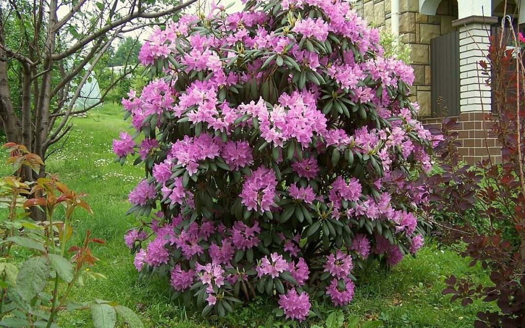 Beskæring af rododendron: hvornår og hvor meget?
