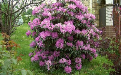 Beskæring af rododendron: hvornår og hvor meget?