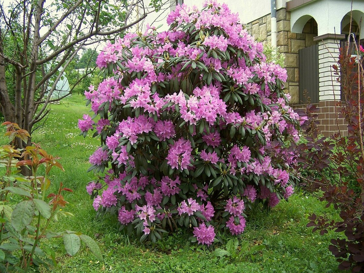 Rhododendron catawbiense med lilla blomster og mørkegrønne blade