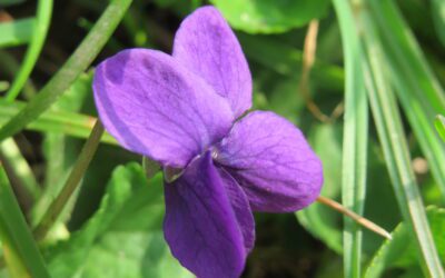 Violer i haven: duftviol, plantning og pasning