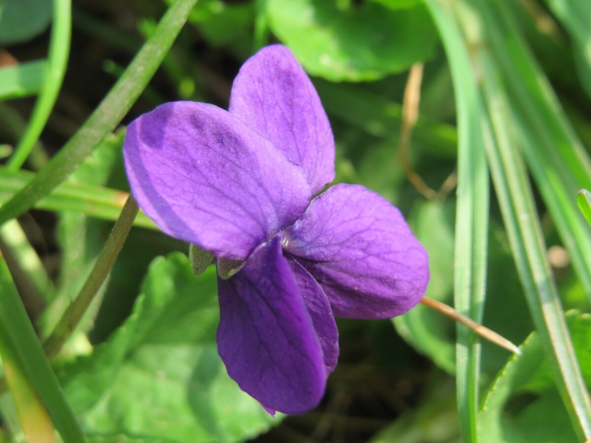Duftviol Viola odorata – foto af AnRo0002 Violet blomst af duftviol, Viola odorata, mellem grønne planter
