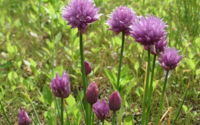 Purløgsblomster: blomstring, spiselighed og pasning