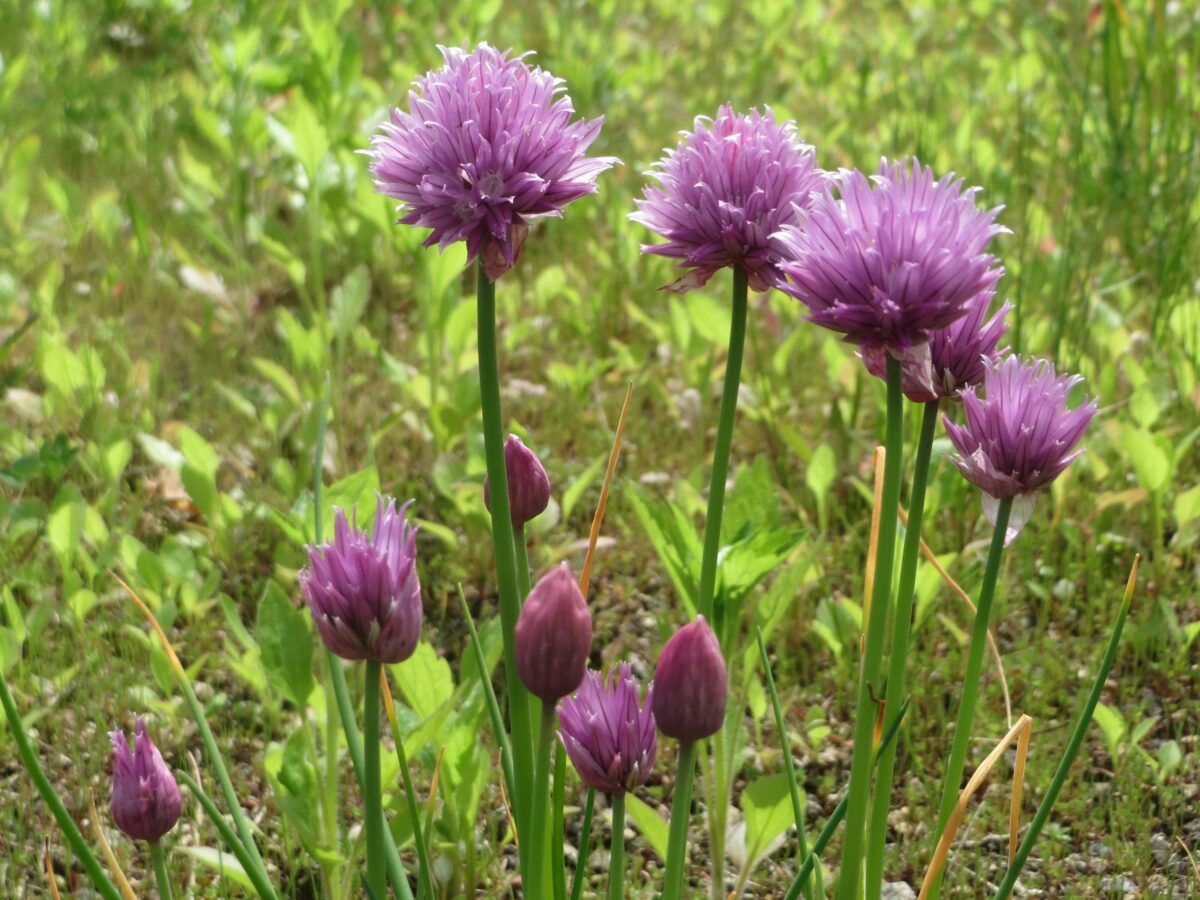 Lilla purløgsblomster (Allium schoenoprasum) på oprette stængler mellem smalle grønne blade