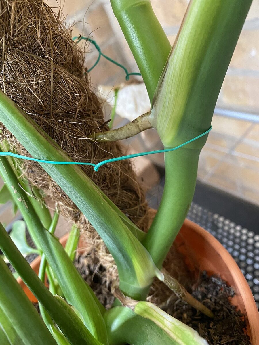 Monstera med en luftrod, der vokser ind mod en kokosbeklædt plantestøtte