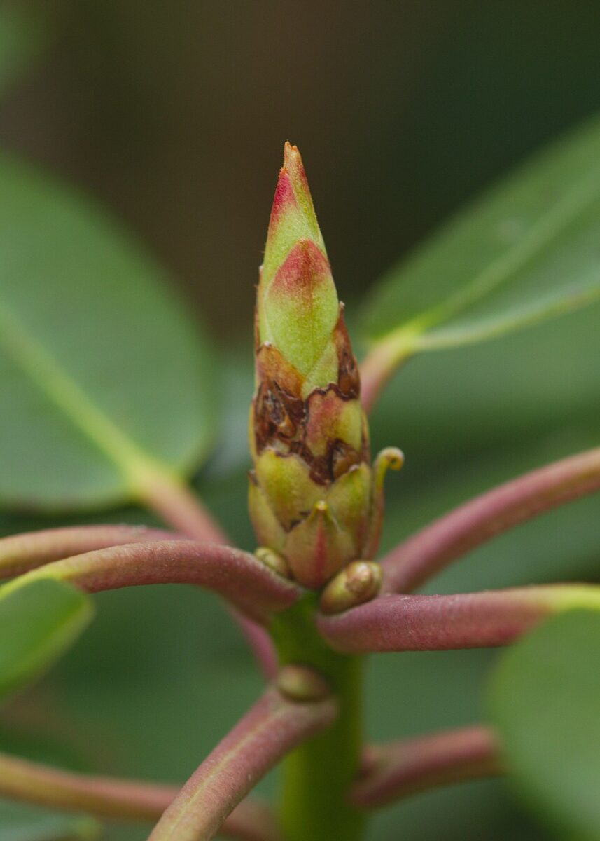 Stor knop omgivet af en bladkrans på Rhododendron catawbiense