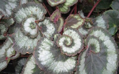 Begonia: pasning, vanding og overvintring efter type