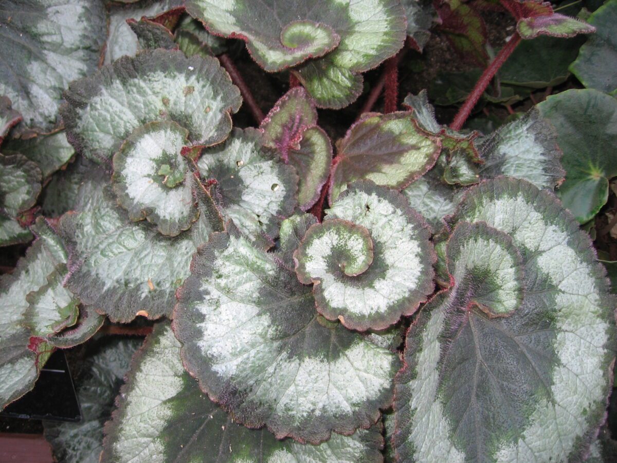 Begonia 'Escargot' med sølvgrønne og mørke, spiralformede blade