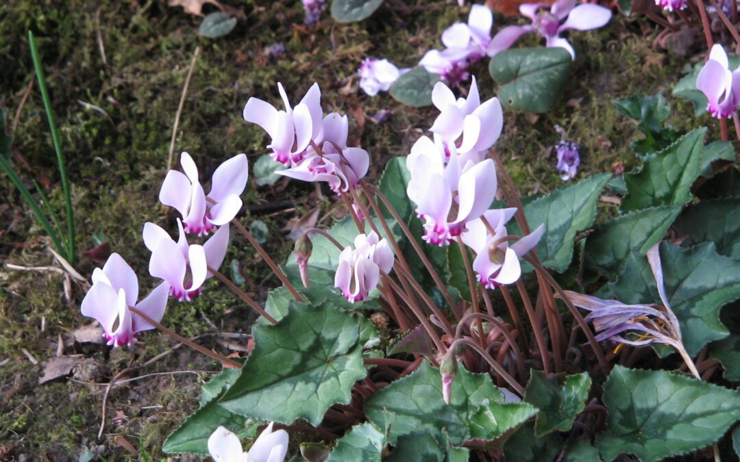 Alpeviol (Cyclamen): pasning inde og ude