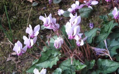 Alpeviol (Cyclamen): pasning inde og ude