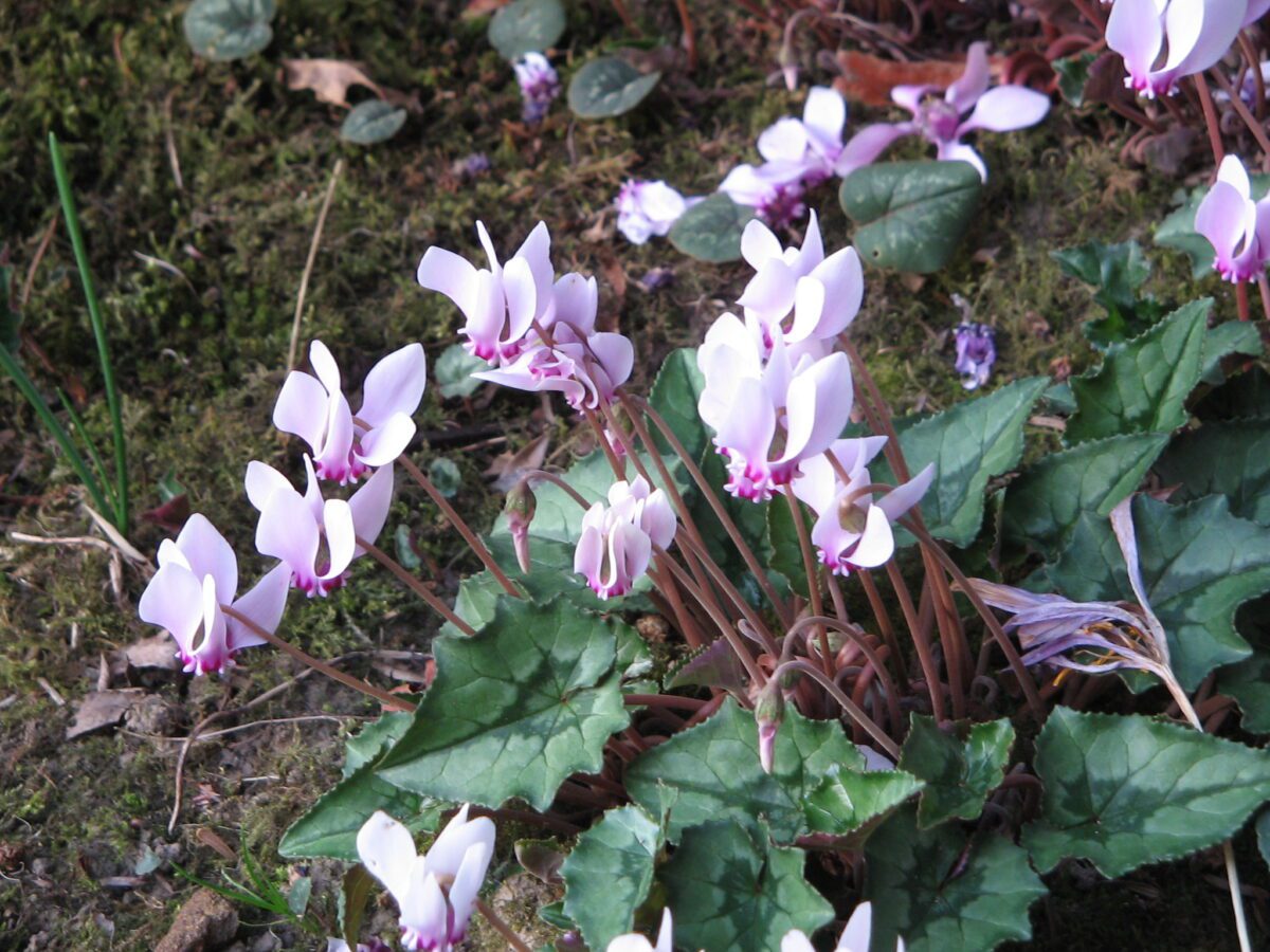 Rosa blomster med tilbagebøjede kronblade på Cyclamen hederifolium mellem marmorerede blade