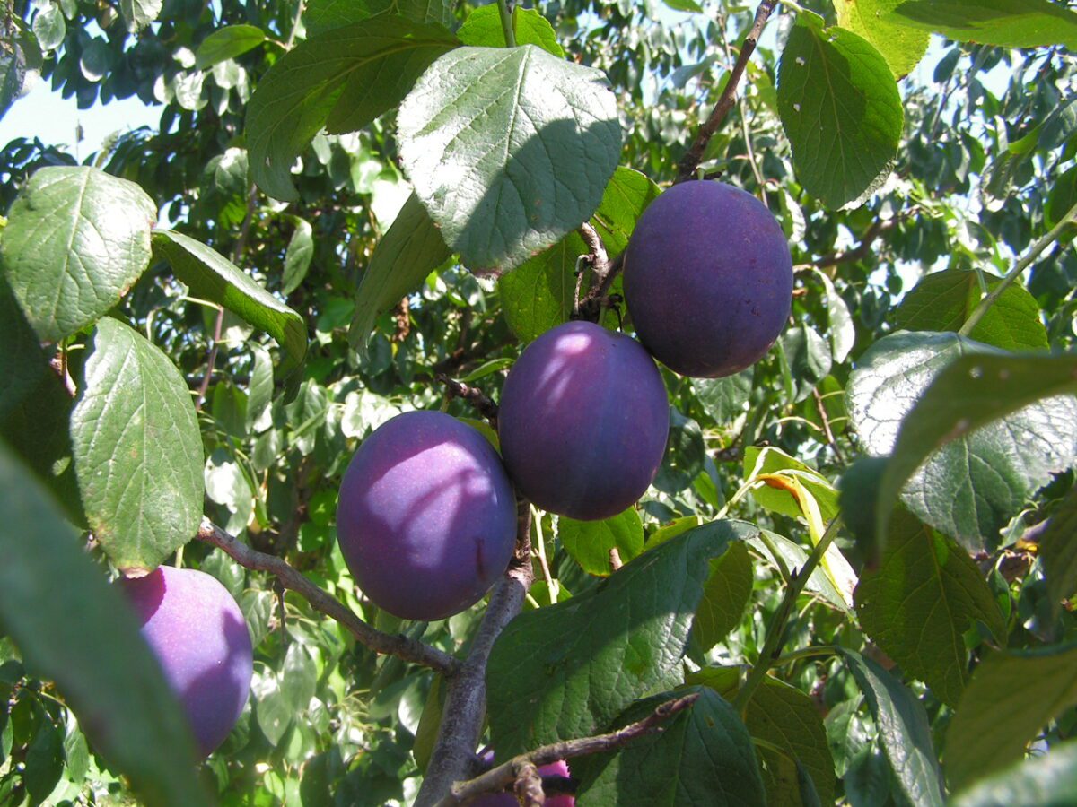 Blålilla blommer i en tæt frugtgruppe på Prunus domestica