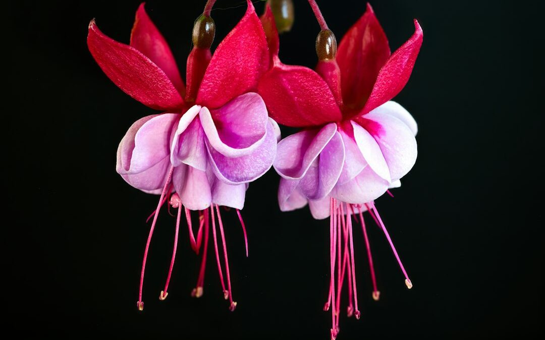 Beskæring af fuchsia: tidspunkt, buske og opstammede planter