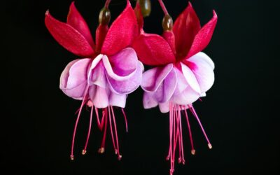Beskæring af fuchsia: tidspunkt, buske og opstammede planter