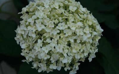 Hortensia Annabelle: pasning, støtte og Strong Annabelle
