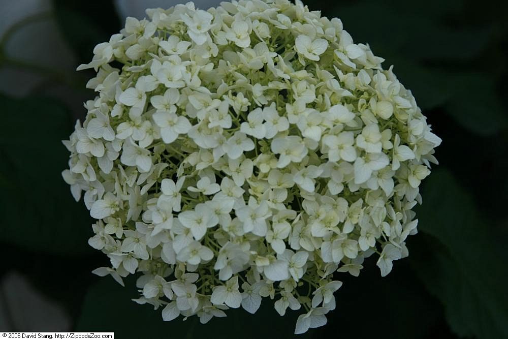 Hortensia Annabelle med hvid blomsterstand Stor rund hvid blomsterstand på hortensia Annabelle