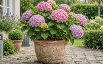 Gødning til hortensia: hvornår, hvor meget og hvilken?