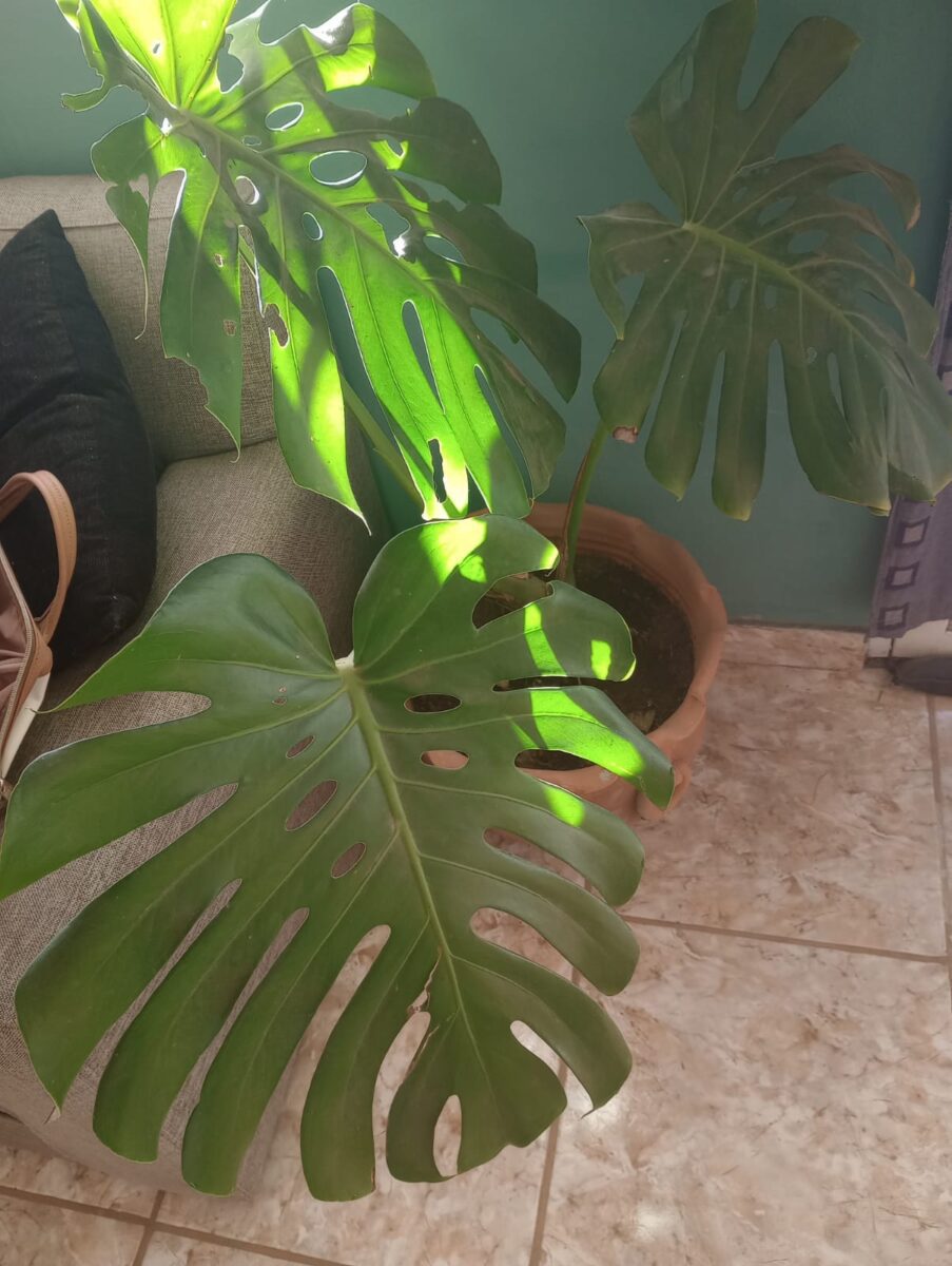 Monstera deliciosa i potte med store grønne blade og naturlige huller og indskæringer