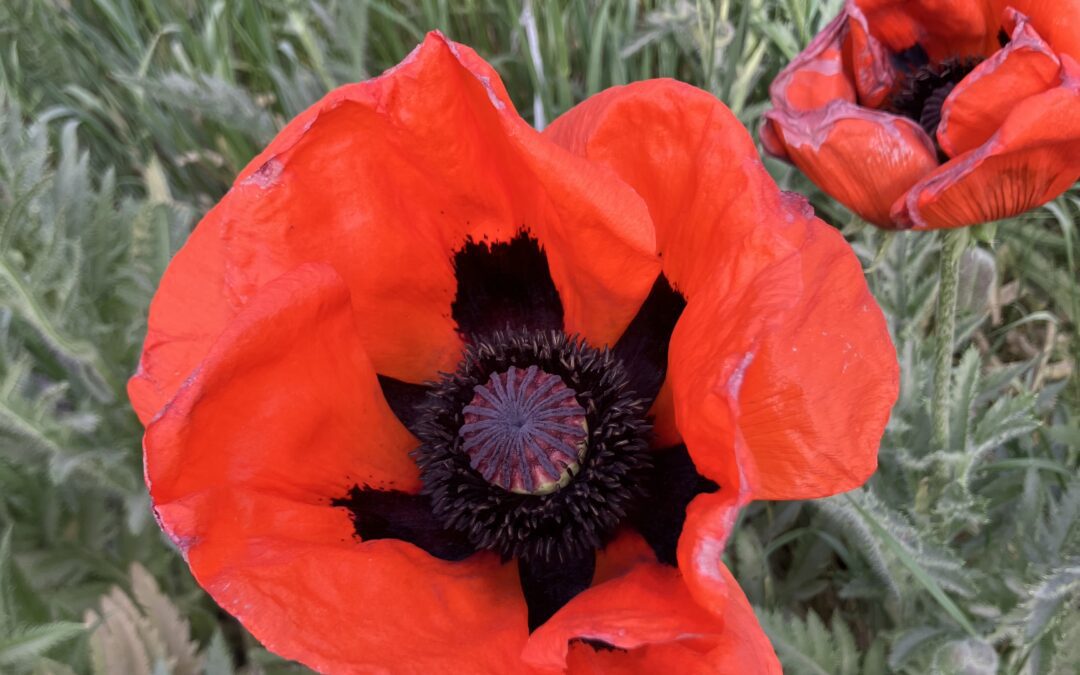 Valmuer: såning, staudevalmuer og pleje efter blomstring
