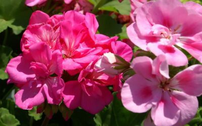 Overvintring af pelargonier: sådan gemmer du dem til foråret