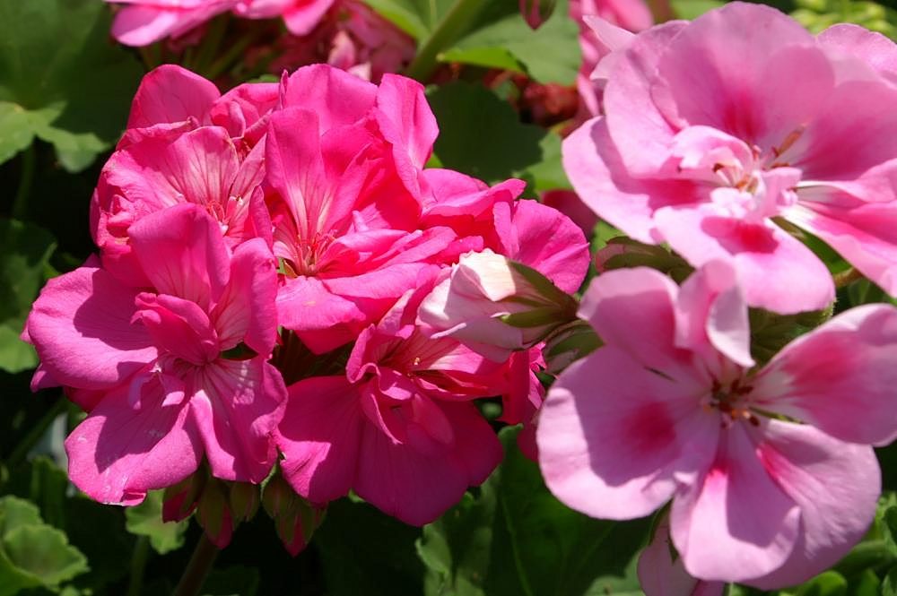 Blomster og blade på en zonalpelargonie, Pelargonium × hortorum