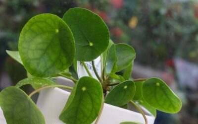 Pilea-pasning: Lys, vanding og fejl du kan rette