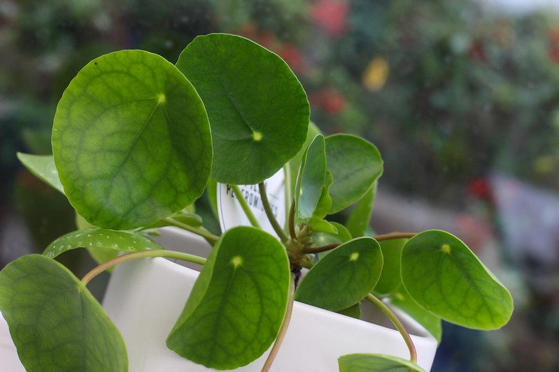 Pilea peperomioides i hvid potte med runde grønne blade