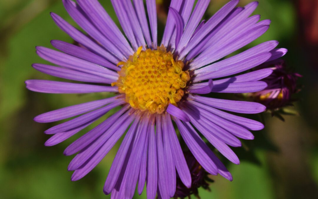 Asters: plantning, pasning og forskel på typerne